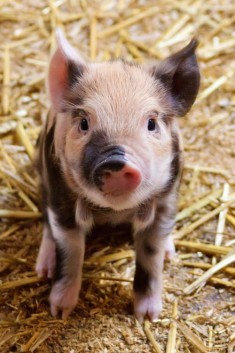 23 Pickup Lines From Teacup Pigs
